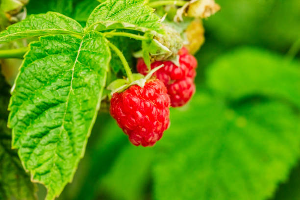 istock Ripe raspberries on a branch 1132702927