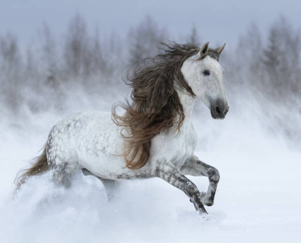 cavallo andaluso grigio dalla manna lunga al galoppo durante la tempesta di neve. - horse winter dapple gray gray foto e immagini stock