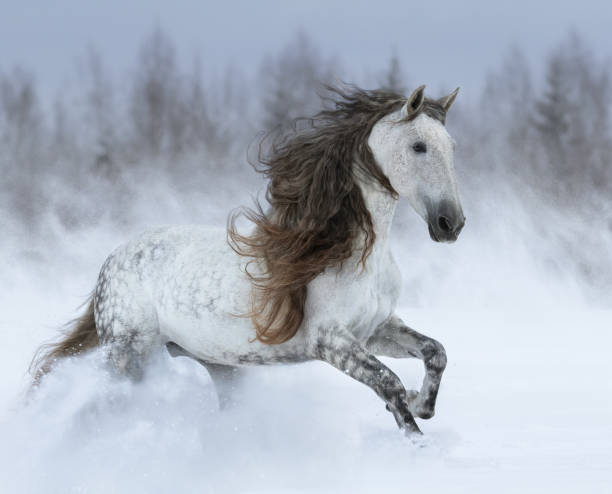 grey long-mane andalusian horse galloping during snowstorm. - horse winter dapple gray gray imagens e fotografias de stock
