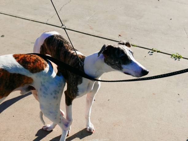 Whippet Dogs on a walk Long legged sighthound dog outdoors in contrasty light brindle greyhound stock pictures, royalty-free photos & images
