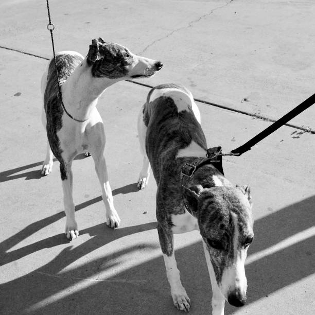 Whippet Dogs on a walk Long legged sighthound dog outdoors in contrasty light brindle greyhound stock pictures, royalty-free photos & images