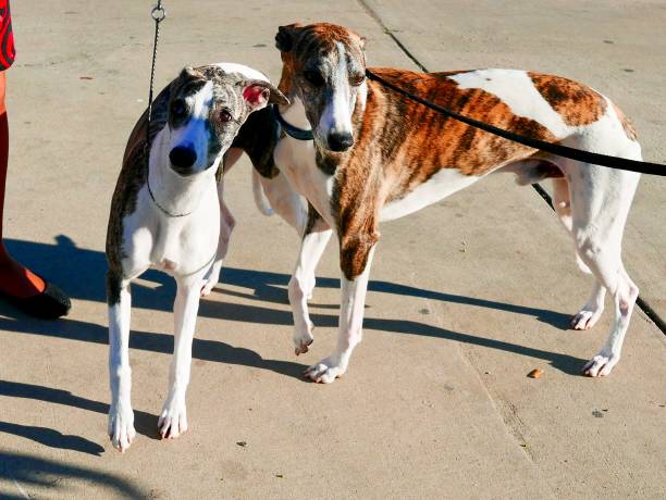 Whippet Dogs on a walk Long legged sighthound dog outdoors in contrasty light brindle greyhound stock pictures, royalty-free photos & images