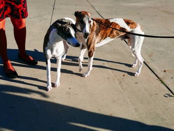 Whippet Dogs on a walk Long legged sighthound dog outdoors in contrasty light brindle greyhound stock pictures, royalty-free photos & images