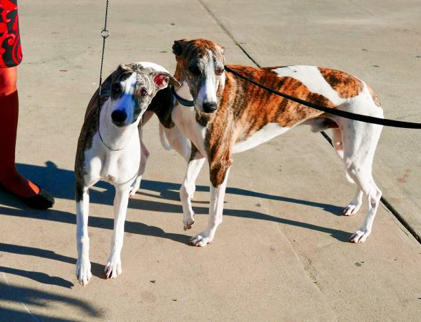 Whippet Dogs on a walk Long legged sighthound dog outdoors in contrasty light brindle greyhound stock pictures, royalty-free photos & images
