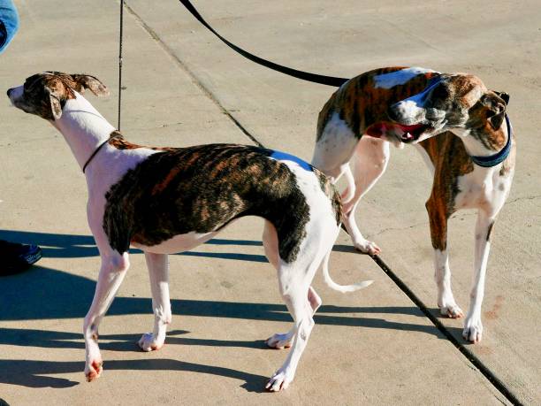 Whippet Dogs on a walk Long legged sighthound dog outdoors in contrasty light brindle greyhound stock pictures, royalty-free photos & images