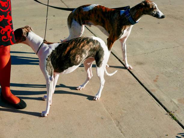 Whippet Dogs on a walk Long legged sighthound dog outdoors in contrasty light brindle greyhound stock pictures, royalty-free photos & images