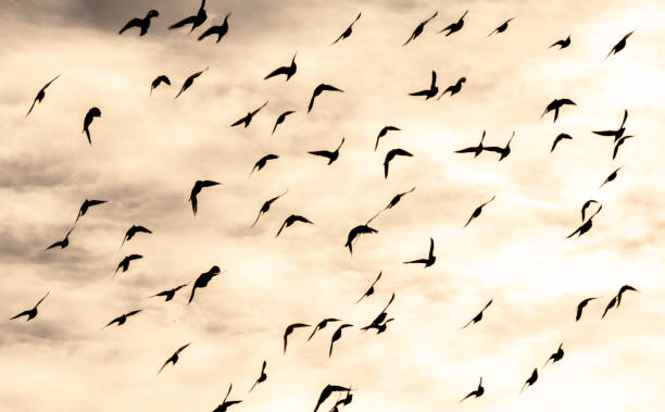 istock Low Angle View Of Silhouette Birds Flying In Sky During Sunset 1132704091