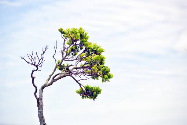 istock Low Angle View Of Tree Against Cloudy Sky 1132704124