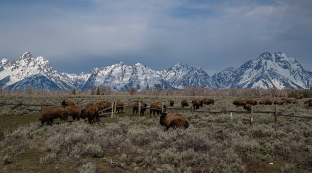 istock Bison with the Grand Tetons in the background 1132706297