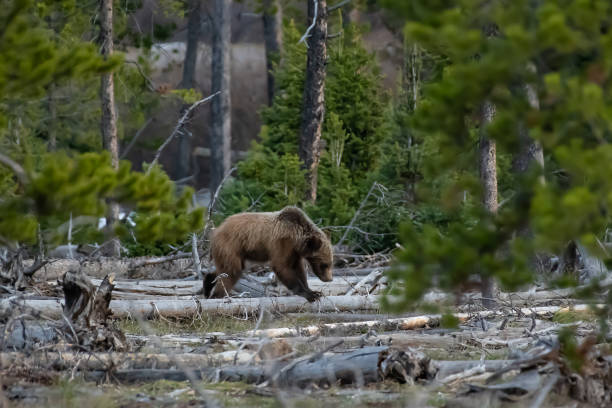 istock Grizzly bear 399 cub in the Tetons 1132706576