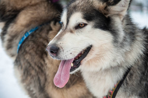 istock Alaskan Malamute closeup portrait 1132706818