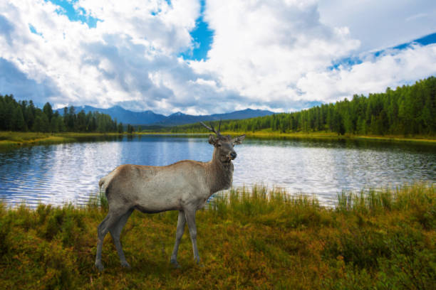 istock Lake in the Altai Mountains 1132706836