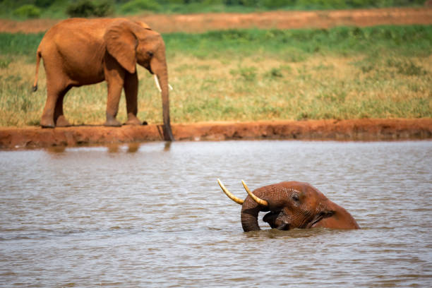 un gran elefante rojo tomar un baño en el pozo de agua - south africa addo animal elephant fotografías e imágenes de stock