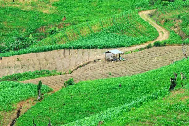 Photo of Terrace rice fields Mae Chaem, Chiang Mai, Thailand