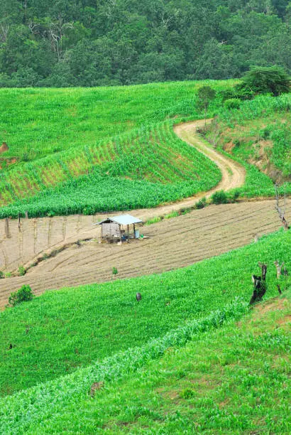 Photo of Terrace rice fields Mae Chaem, Chiang Mai, Thailand