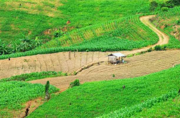 Photo of Terrace rice fields Mae Chaem, Chiang Mai, Thailand