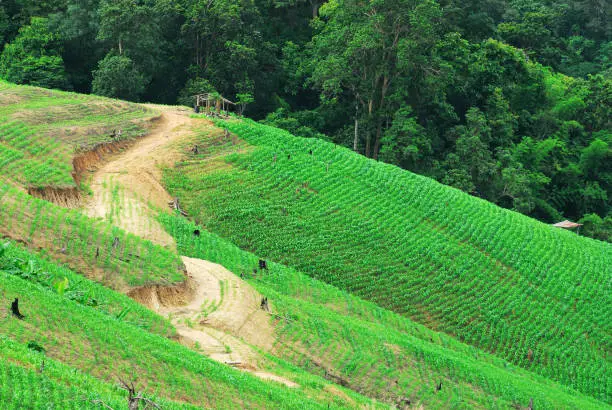 Photo of Terrace rice fields Mae Chaem, Chiang Mai, Thailand