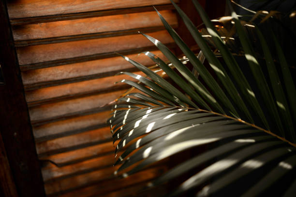 beautiful photo of tropical asian wood doors and palm leaf in Bali