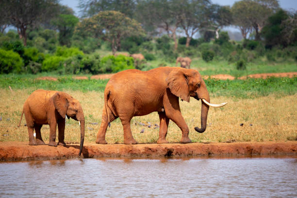 istock Elephants on the waterhole in the savannah 1132707204