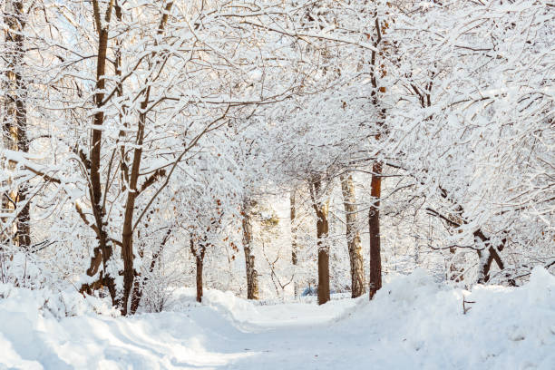 istock Frossty winter landscape. Trees in snow 1132707884