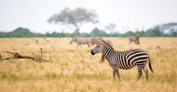 istock A zebra standing or walking throught the grassland 1132710839