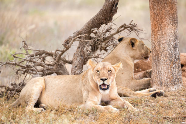 istock Two lions rest in the shade of a tree 1132711577