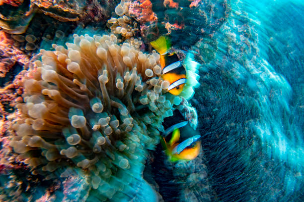 istock twist move effect Clown fish inside red anemone in Malduve 1132711817