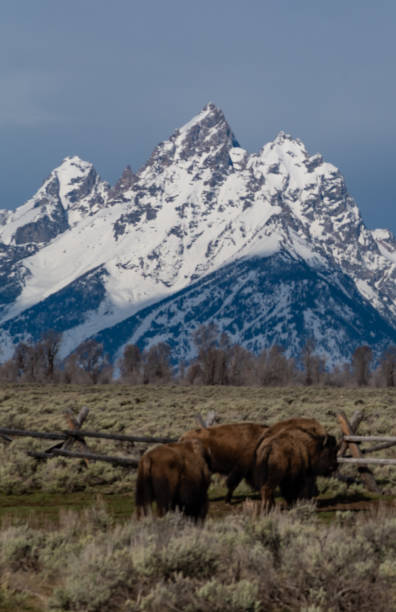 istock Bison with the Grand Tetons in the background 1132712073