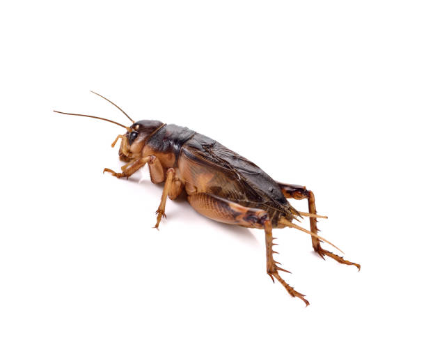 istock Gryllidae on a white background 1132712275