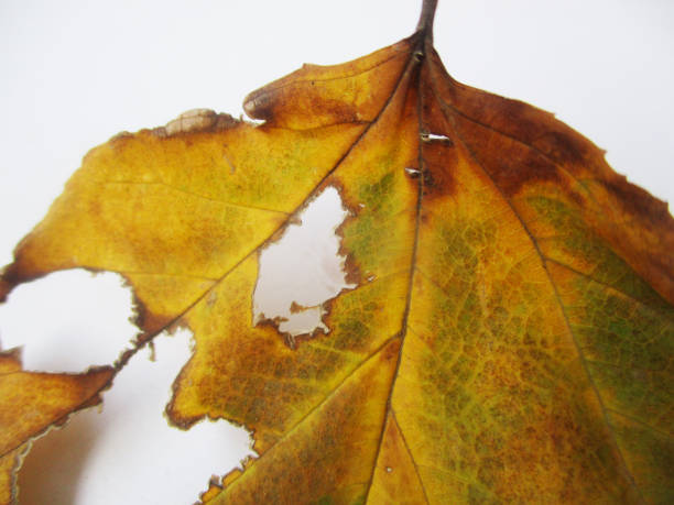 istock Autumn fall leaves on white isolated background 1132712933