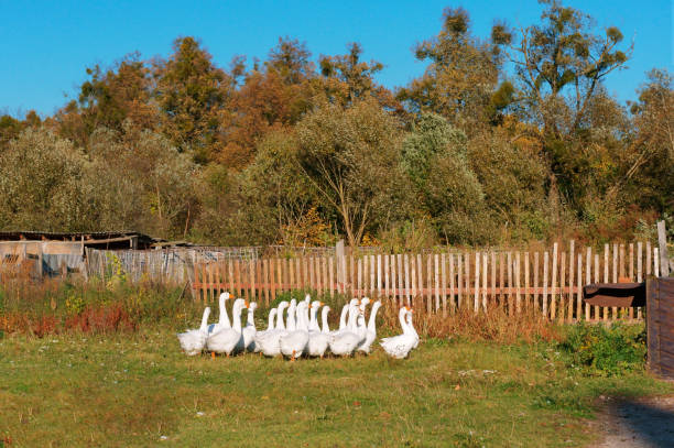 istock household farm, white geese in the yard 1132712948