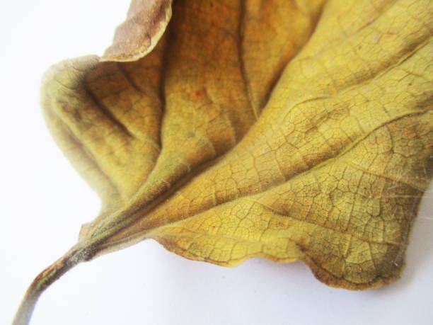 istock Autumn fall leaves on white isolated background 1132712990