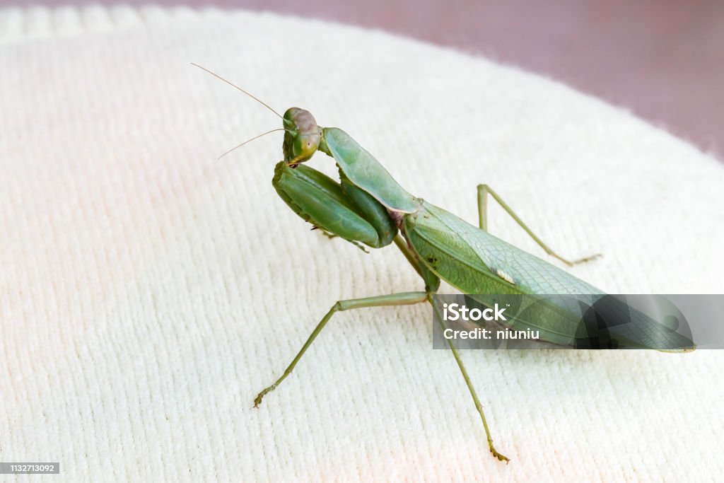 Mantis Insect Arm Mantis Insect Predator Stock Photo - Download Image Now - Animal ...