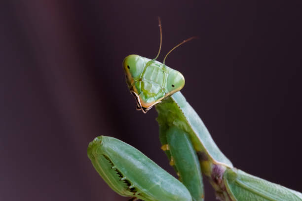 Mantis insect predator Mantis insect predator 一隻動物 stock pictures, royalty-free photos & images