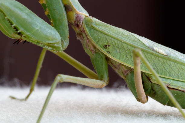 Mantis insect predator Mantis insect predator 一隻動物 stock pictures, royalty-free photos & images