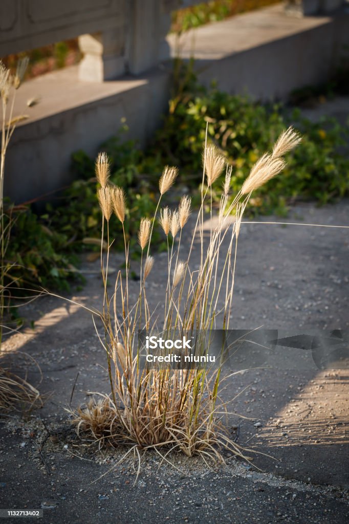 Setaria viridis，Bristlegrass ，Weedsweed Abstract Stock Photo