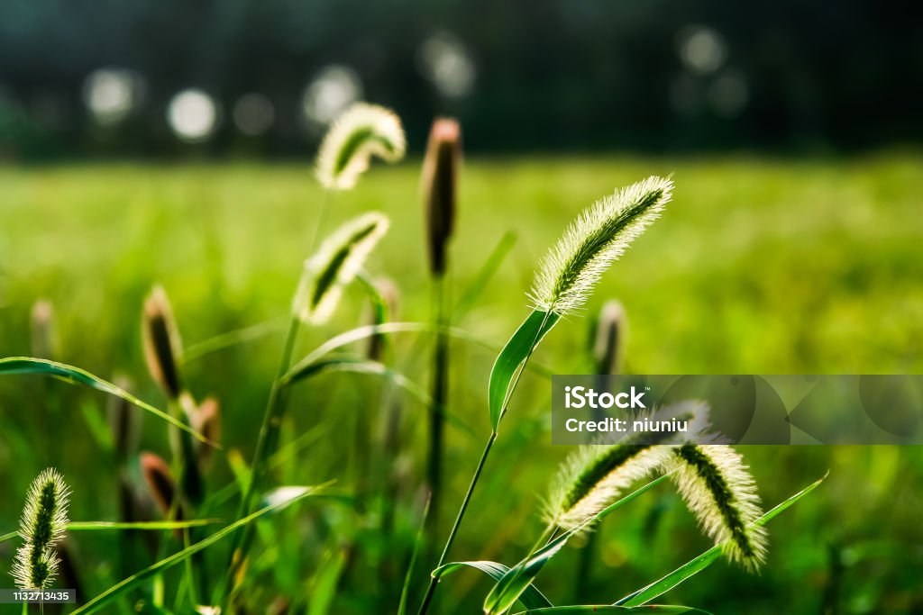 Setaria viridis，Bristlegrass ，Weedsweed Agricultural Field Stock Photo