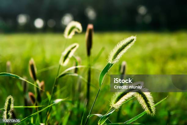 Setaria Viridisbristlegrass Weedsweed Stock Photo - Download Image Now - Agricultural Field, Dusk, No People