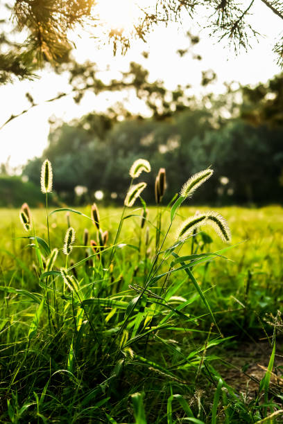 Setaria viridis，Bristlegrass ，Weedsweed Setaria viridis，Bristlegrass ，Weedsweed 秋天 stock pictures, royalty-free photos & images