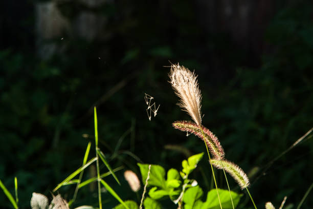 Setaria viridis，Bristlegrass ，Weedsweed Setaria viridis，Bristlegrass ，Weedsweed 抽象 stock pictures, royalty-free photos & images