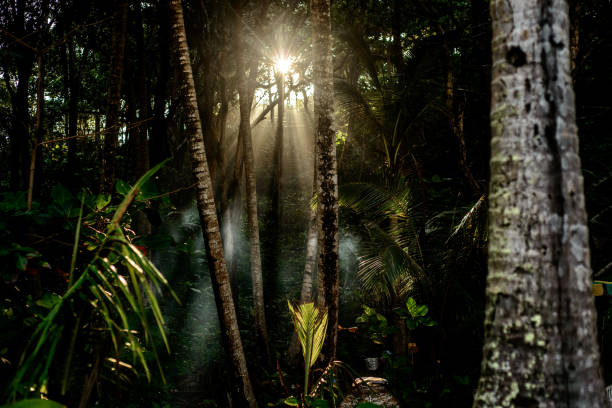 istock Beautiful sun rays in tropical Bali's forest 1132714605