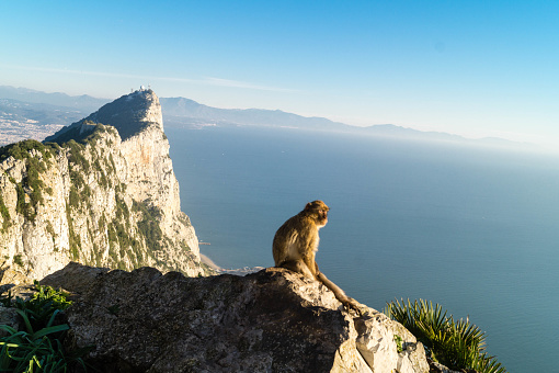 Two adults and a baby Barbary Macaque, Macaca sylvanus, resting on the cable-car's supporting pylons far above a steep drop with the Queensway Quay area of the city of Gibraltar in the background.