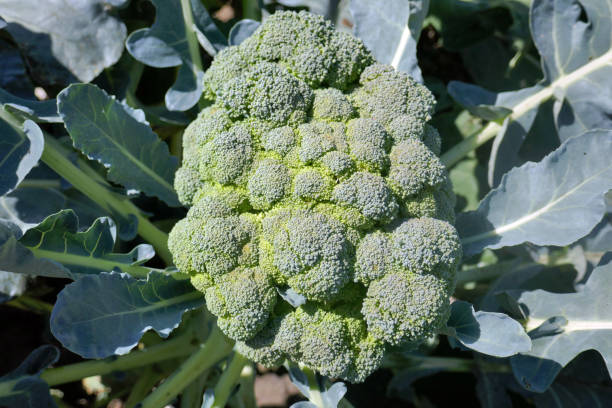 istock One plant ripened broccoli in the garden 1132715070