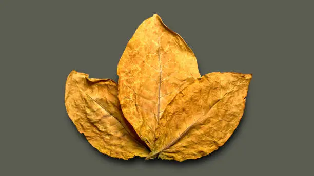Photo of dry tobacco leafs