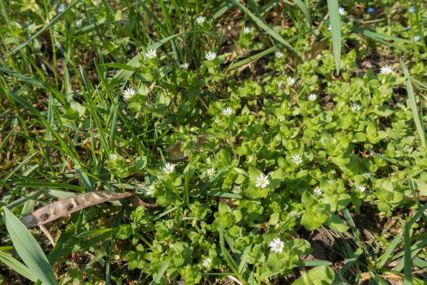 Flowering Stellaria media in the grass in spring Flowering Stellaria media in the grass in spring stellaria media stock pictures, royalty-free photos & images