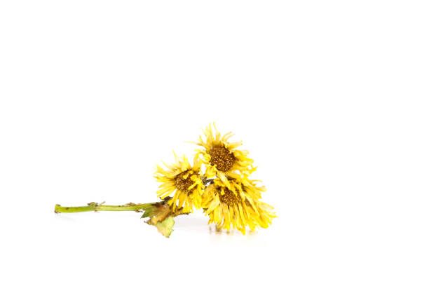 istock Chrysanthemum tea Close up 1132716506