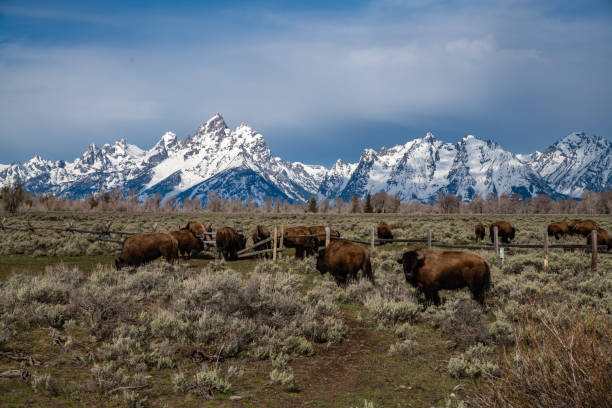 istock Bison with the Grand Tetons in the background 1132716863