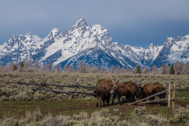 istock Bison with the Grand Tetons in the background 1132717580
