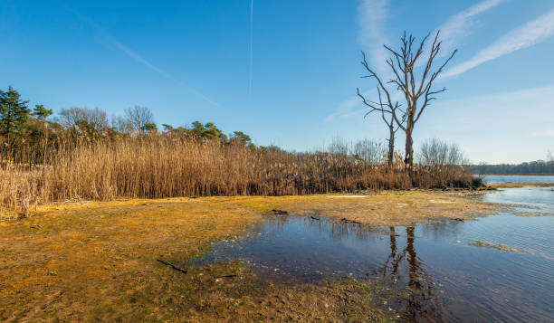 istock Silhouettes of two dead trees reflected 1132719151