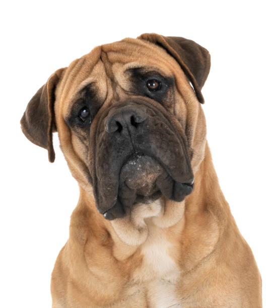 istock purebred bullmastif 1132720074